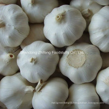 Chinese Fresh Garlic in Bottom Price